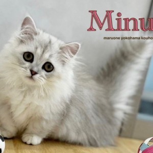 【 ミヌエット 】短足のペルシャ?いいえ、ミヌエットです