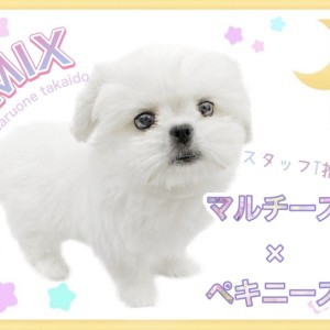 【 MIX 】スタッフTの推しわんこが最高に可愛いのでご紹介します!