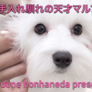 【 マルプーのお手入れ 】天才的なお手入れ馴れを習得した本羽田店の逸材!