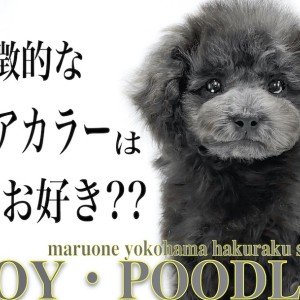 【 トイプードル 】生後60日で体重650gと小さめ!更に毛色はレアなシルバー!
