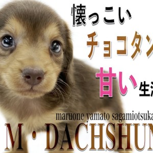 ７　ミニチュアダックス　　やんちゃなクリームタン♡遊ぼう！投げて！ ミニチュアダックスフント 】大人気のチョコタン！小さめサイズ
