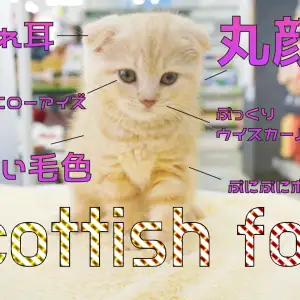 スコティッシュF 】垂れ耳・丸顔・柔らかい毛色と触り心地は天下