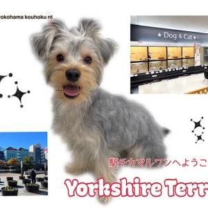 【 ヨークシャーテリア 】ヨーちゃんがご紹介!マルワンNT店はこんなお店
