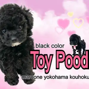 トイ・プードル 】NT店に舞い降りてきたプリンセス！ブラック