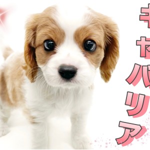【 キャバリア 】カールのかかったお耳がキュート!フレンドリーなキャバちゃん!