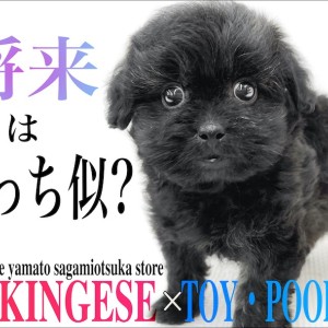 【 MIX 】将来はどっち似?両親はペキニーズとトイプードル!ペチャ顔のペキプー