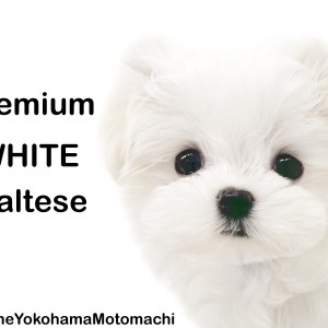 【 マルチーズ 】みんなの視線を独り占め!毛量爆盛りで可愛さ200%♪