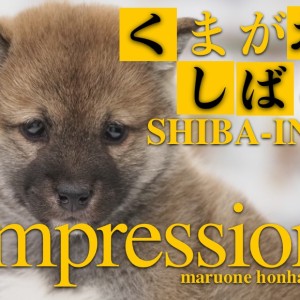 【 柴犬 】究極のくま顔!赤毛の王道日本の宝が登場だ!