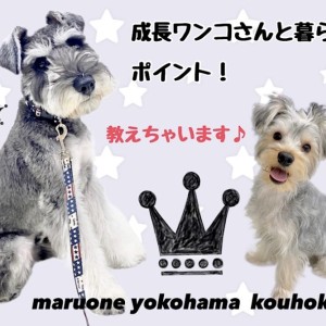 【 お役立て情報 】成長したワンコさんのおすすめポイント！