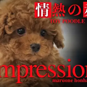 【 トイプードル 】情熱色を持った美男子!猛烈イケメンパラダイス注意報発令!