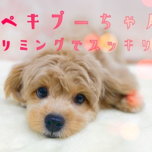 【 ペキプー 】初めてのトリミングでスッキリ可愛く大変身!!!
