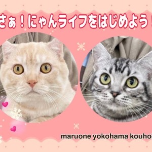 【 お役立て情報 】9ヶ月を迎えた猫さんと新しいニャンライフを満喫しませんか？