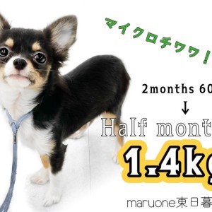 【 チワワ 】2kg以内確定!?生後半年を迎えるマイクロ系チワワの成長
