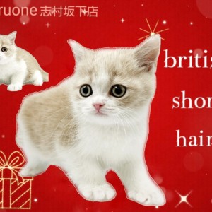【 ブリティッシュショートヘアー 】まんまるお顔の癒し系ボーイがやってきた!