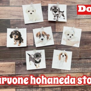 【12/16版子犬情報 】マルワン本羽田店には可愛いわんちゃんがいっぱい!