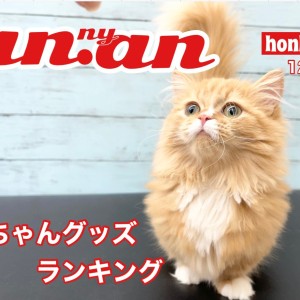 ニャンニャン12月号 】猫ちゃんグッズ！人気ランキングのご紹介