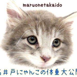 【 体調管理ってとっても大事! 】高井戸店のネコちゃん達の体重大公開!