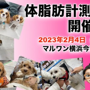 【 今宿店イベント情報 】2/4(土)ワンちゃんの体脂肪測定会のお知らせ!