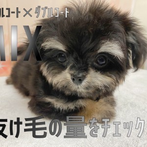 コレクション 犬 シングル コート