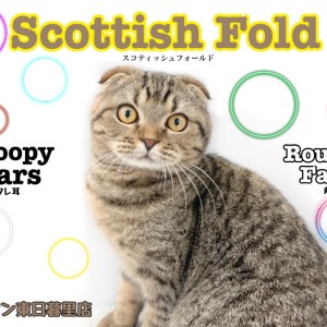 【 スコティッシュフォールド 】可愛すぎる垂れ耳丸顔のスコちゃん