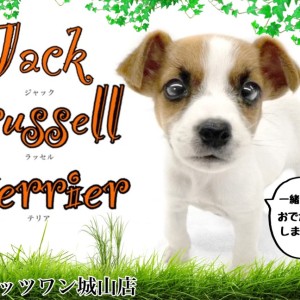 【 ジャックラッセルテリア 】快活元気でお手入れも簡単なテリア犬
