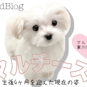 マルチーズ 】小さめサイズの純白プリンセス！生後4ヶ月を迎えた