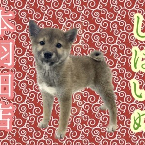 リアルヘッド 仁面犬 三郎　初期モデル ペットモデル#3753 柴犬「マロン」 - YouTube