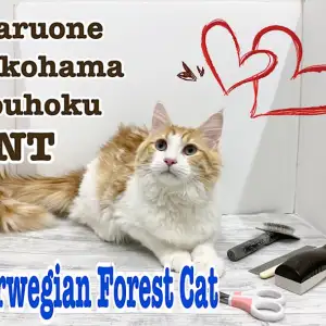 【 ノルウェージャンフォレストキャット 】お手入れの見本見せちゃうノルウェー君