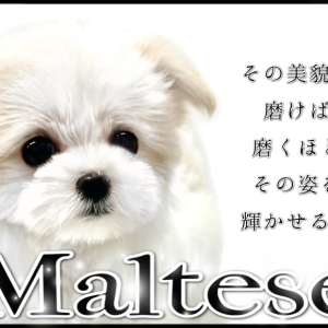 マルチーズ★ドレッサーペット★美品 マルワンのマルチーズ一覧 | ペットショップ マルワン 小さめ