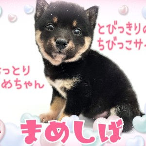 まめしば☆ミニチュア☆枝豆しば 過激