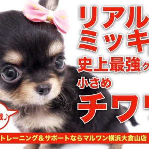 チワワ（ブラック&タン）確認用 ブラックタンチワワ 】もはやリアルミッキー！驚愕の可愛さに