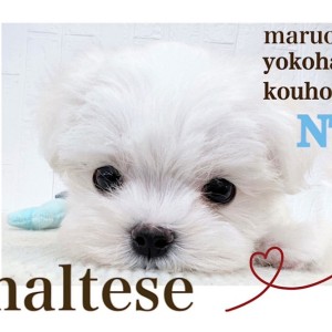 オーダー受付　6犬種マリンクルーズ　ご予約ページ　7/17 オーダー受付 6犬種マリンクルーズ ご予約ページ 7/17