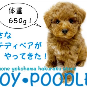 トイプードル73様 トイ・プードル 】王道の可愛さ！生後70日で体重650gの小柄な