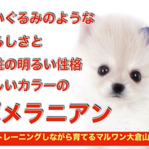 【 ポメラニアン 】超弩級の愛らしさ!小さめサイズのクリームポメが大倉山に登場!
