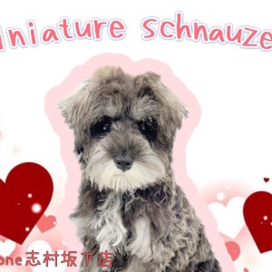 【 ミニチュアシュナウザー 】チョコッとご紹介！美しきレディーへと成長中♪