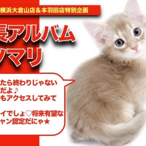 ソマリンの成長アルバム】美しすぎる美猫様・・・将来有望なイケニャン！ソマリン！ | マルワンBLOG | ペットショップ マルワン 小さめ子犬 美形な子猫  初心者安心のサポート