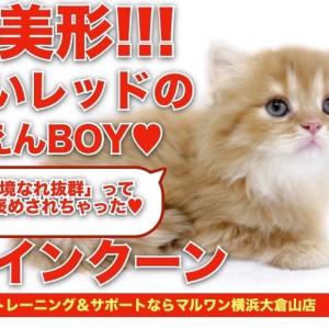 【 メインクーン 】超美形!!環境馴れ抜群な濃いレッドカラーの甘えんBOY!!