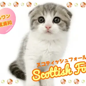 スコティッシュフォールド 】まんまるキュートな王道スコくん