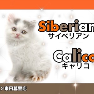 サイベリアン 】可愛すぎる三毛柄の低アレルゲンキャット