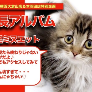 【 ミヌエット ちゃんの成長アルバム】甘えん坊過ぎてる短足ミヌエットちゃんの成長記!