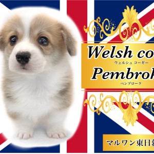 【 ウェルシュコーギーペンブローク 】むちっと幸せの詰まったボンレス体型犬