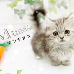 マンチカン 】シルバータビーの被毛に包まれた希少な短足