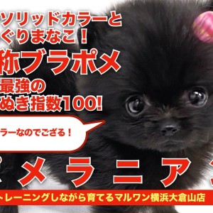 ♂ポメラニアン× ペキニーズ♀の子犬｜アニラボ｜トイプーや
