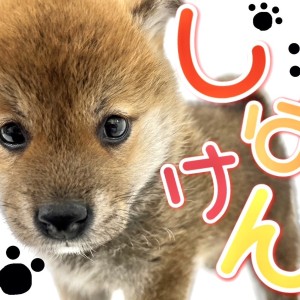 柴犬 】可愛すぎる日本代表！小熊柴ちゃんをご紹介！ | マルワンBLOG