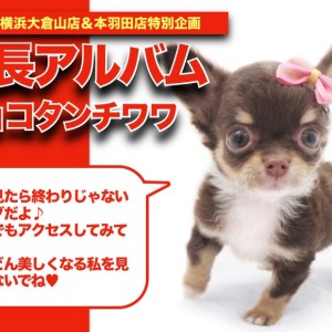 アーティスト　テディベア　チワワ　チョコタン　福寿 今週お店にやってきた チワプー君♡ なかなかチョコレート＆タン