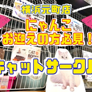 商品レビュー 】猫ちゃんお迎えの強い味方！元町サークルセットご紹介！！ | マルワンBLOG | ペットショップ マルワン 小さめ子犬 美形な子猫  初心者安心のサポート