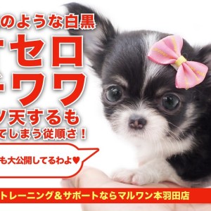 ハンドメイド オーダー受付ページ ♡チワワ パネル♡