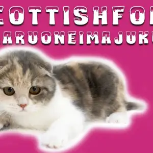 【 スコティッシュフォールド 】犬猫との多頭もできる生後4ヶ月の垂れ耳な女の子