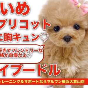 トイプードルアプリコットちゃん♡立ちポーズ。ビッグサイズ