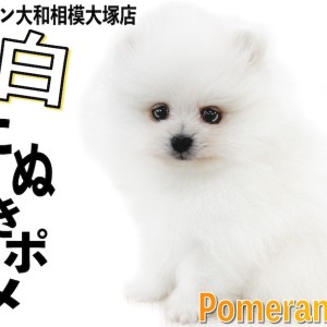 ⭐︎専用⭐︎ ポメラニアンの足様 足にハンディがあっても明るく駆け寄って甘えてくれます